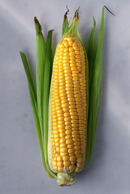 Corns ( 5 pieces )