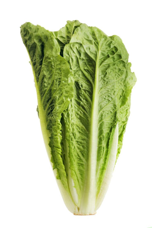 Romaine lettuce (24)